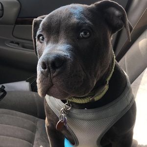 Meet your Posher, Shelby